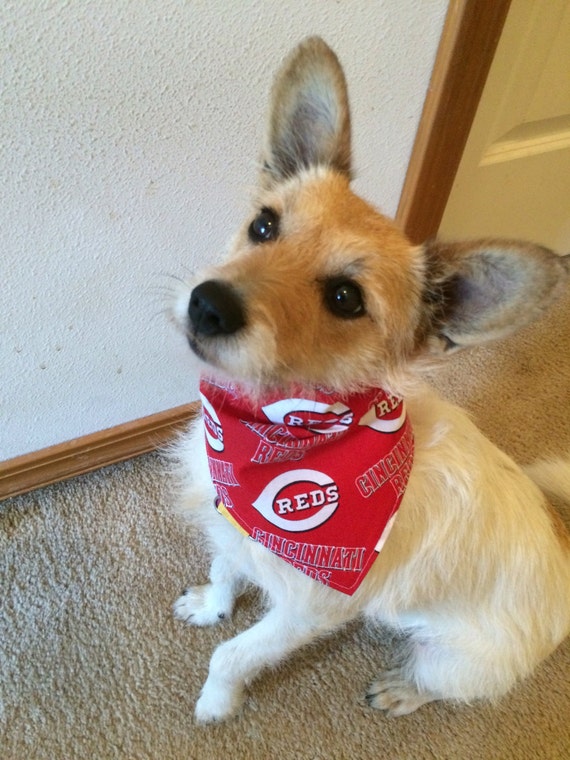 cincinnati reds dog jersey