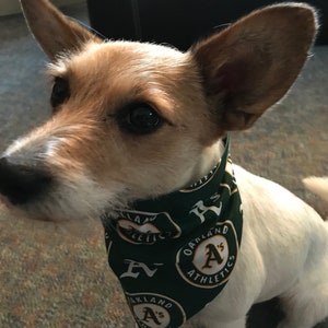 Oakland A's dog bandana