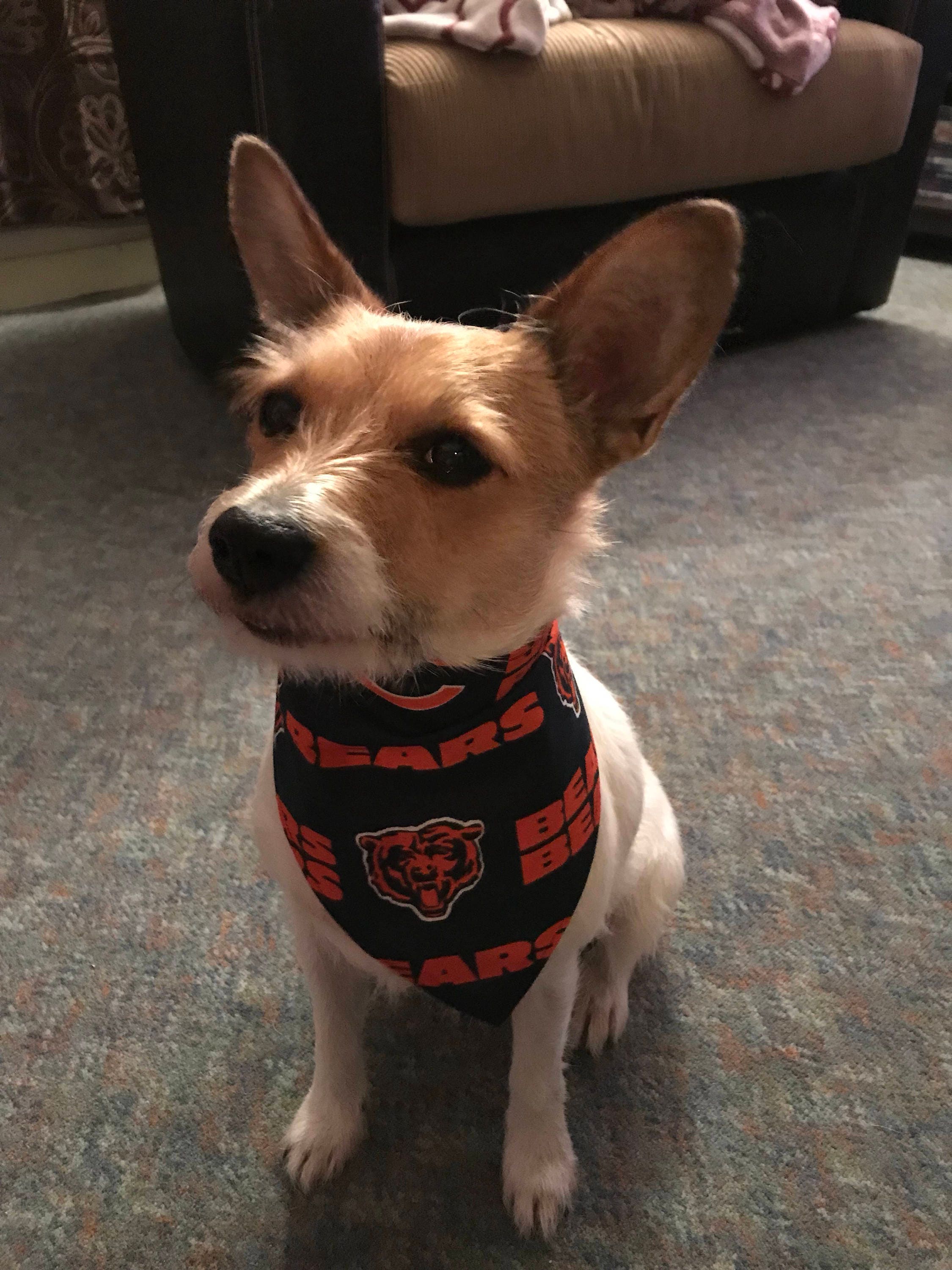 Kentucky - Louisville Red Toss Football — Personalized Dog Bandanas