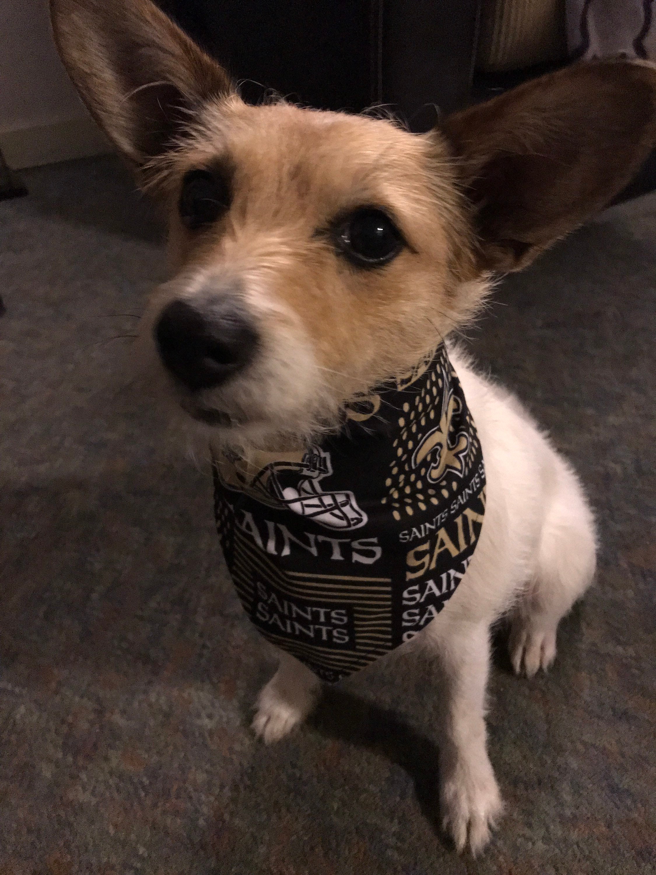 Saints bandana top for dogs