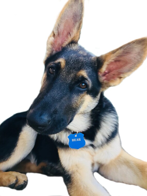 firefighter dog tags for pets