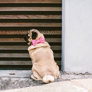 Dog Bow Tie + Collar Set | Polka Dots Pink