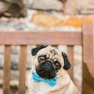 Dog Bow Tie + Collar Set | Blue Sticks
