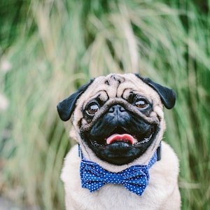 Dog Bow Tie + Collar Set | Tiny Hearts Blue