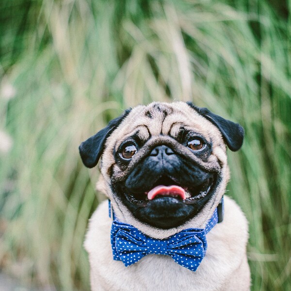 Dog Bow Tie + Collar Set | Tiny Hearts Blue
