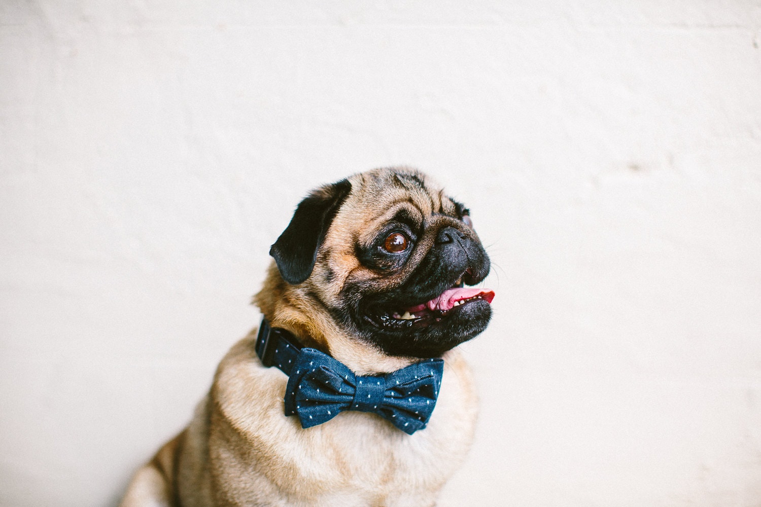 Dog Bow Tie + Collar Set | Chambray Dots Indigo