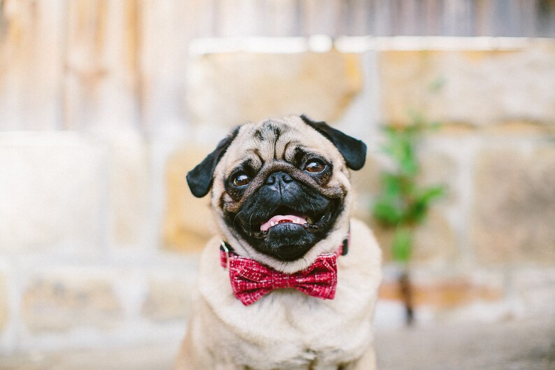 Dog Bow Tie Collar Set Mini Weave Red image 5