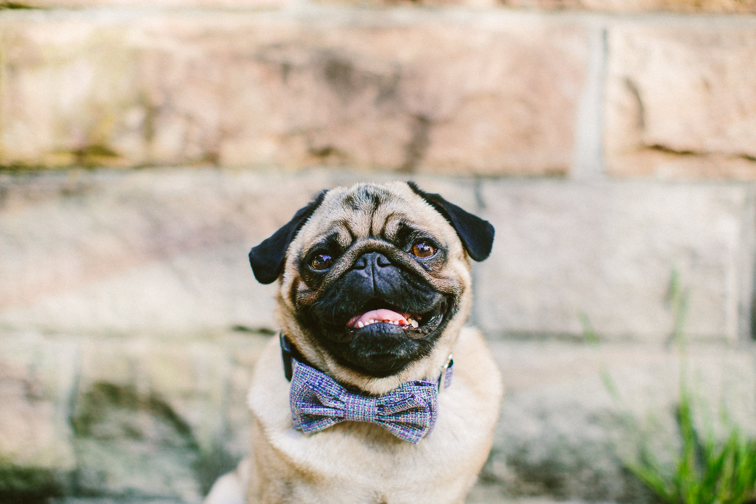 Hund Fliege + Kragen Set | Mini Weben Violett