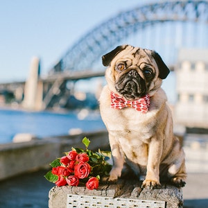 Dog Bow Tie + Collar Set | Red Polka Dots