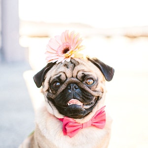 Dog Bow Tie + Collar Set | Pink