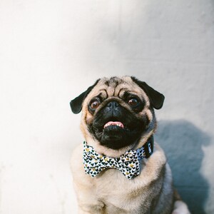 Dog Bow Tie + Collar Set | Heart to Heart