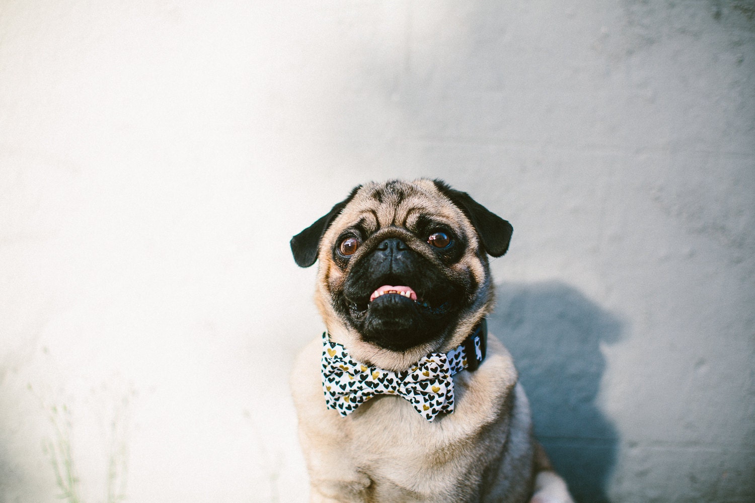 Dog Bow Tie + Collar Set | Coeur à Coeur