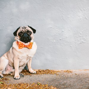 Dog Bow Tie Collar Set Polka Dots Orange image 1