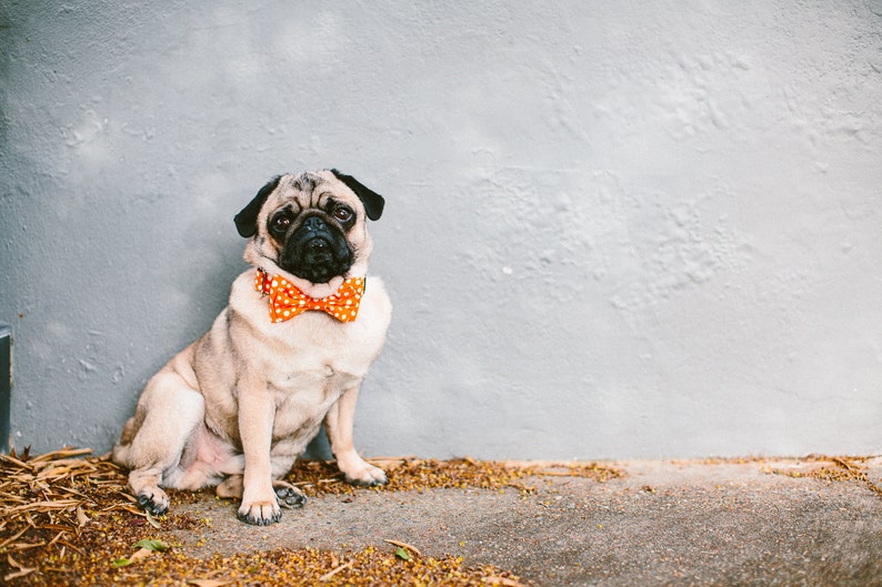 Dog Bow Tie Collar Set Polka Dots Orange image 1