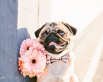 Hund Fliege + Kragen Set | Plaids