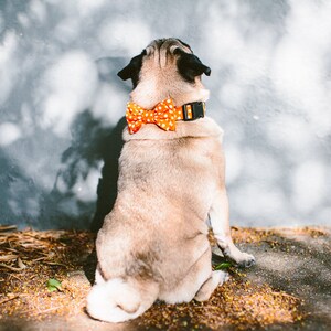 Dog Bow Tie Collar Set Polka Dots Orange image 2