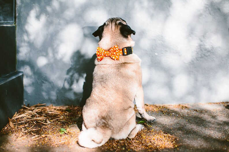 Dog Bow Tie Collar Set Polka Dots Orange image 2