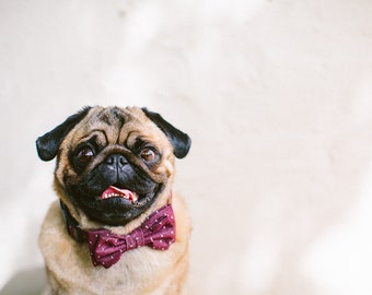 Hund Fliege + Kragen Set | Chambray Dots Burgund