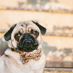 Dog Bow Tie + Collar Set | Raindrops