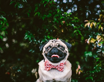 Hund Fliege + Kragen Set | Love Hearts