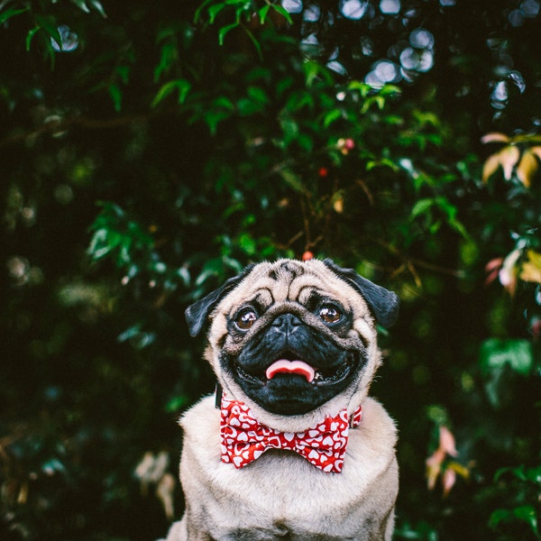 Dog Bow Tie + Collar Set | Love Hearts