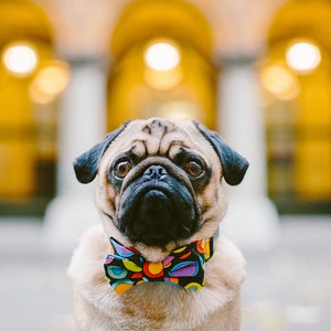 Dog Bow Tie + Collar Set | Circles