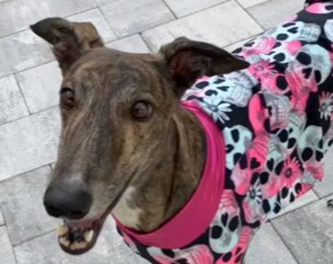 Greyhound Halloween - Greyhound Clothing - Pet Halloween - Hot Pink Skulls Dress - Greyhound Size