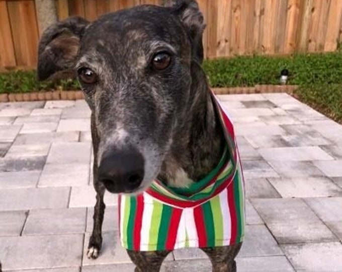 Greyhound Clothing - Greyhound Christmas - Dog Christmas - Christmas Stripes - Greyhound Size