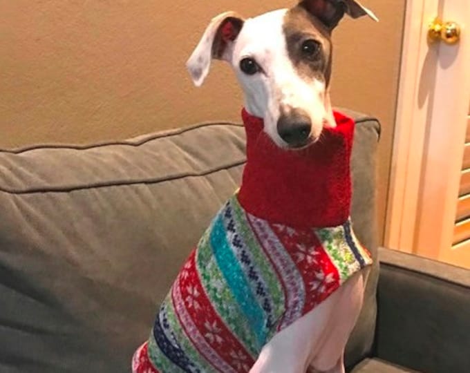 whippet in sweater