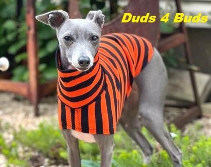 Italian Greyhound Clothing - Pet Halloween - Italy Greyhound - Iggy Clothing - Orange and Black Stripes Tee - Italian Greyhound Size