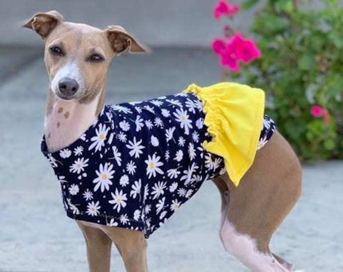 Dog Dress - Italian Greyhound Clothing - Dog Clothing - Italy Greyhound - Blue Daisy - Italian Greyhound Sizes