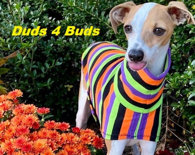 Italian Greyhound Clothing - Pet Halloween - Italy Greyhound - Iggy Clothing - Halloween Stripes Tee - Italian Greyhound Size