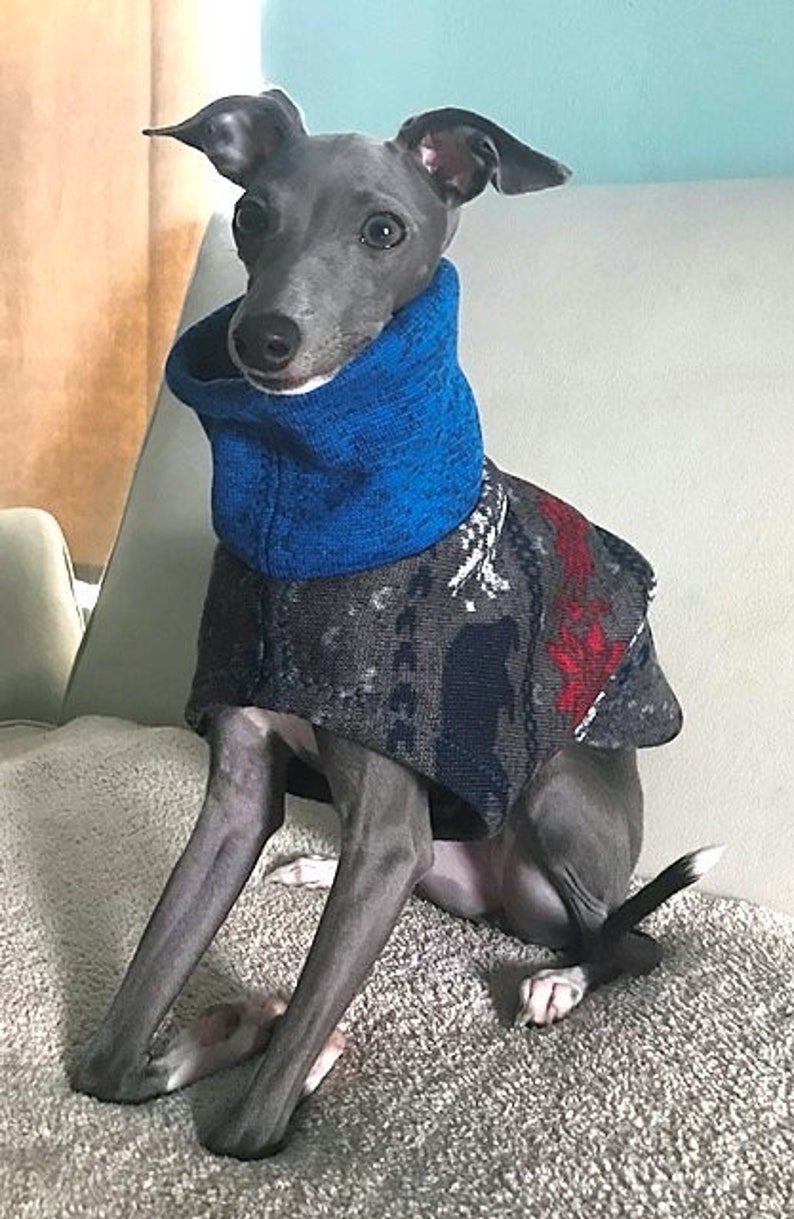 Italian Greyhound Clothing Blue Bear/'s Sweater Italian Greyhound Sweater Dog Apparel Dog Clothing Coat for dog. Dog Sweater
