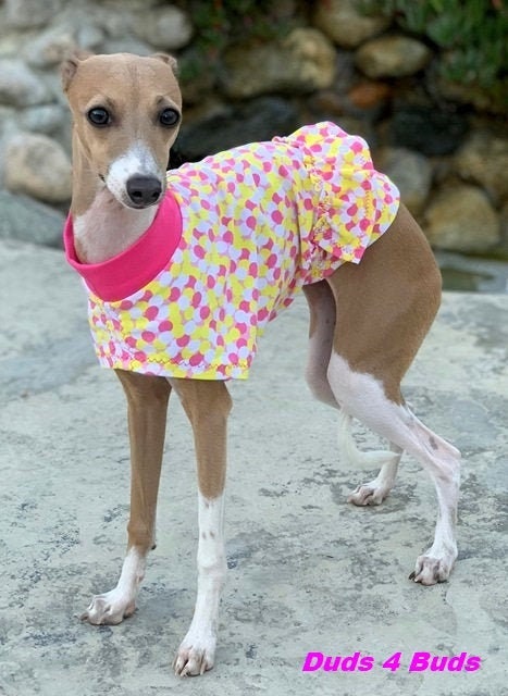 Italian GreyHound Halloween Costume  Italian greyhound, Pet costumes,  Greyhound