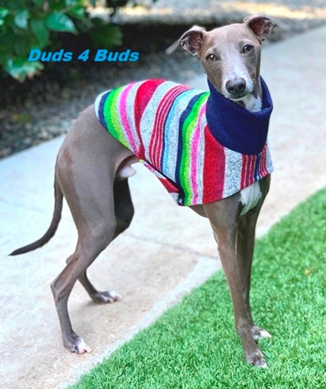 Italian Greyhound Sweater Multi-stripe Italian Greyhound Clothing Small