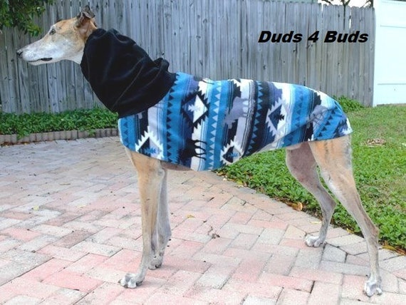 greyhound in jacket