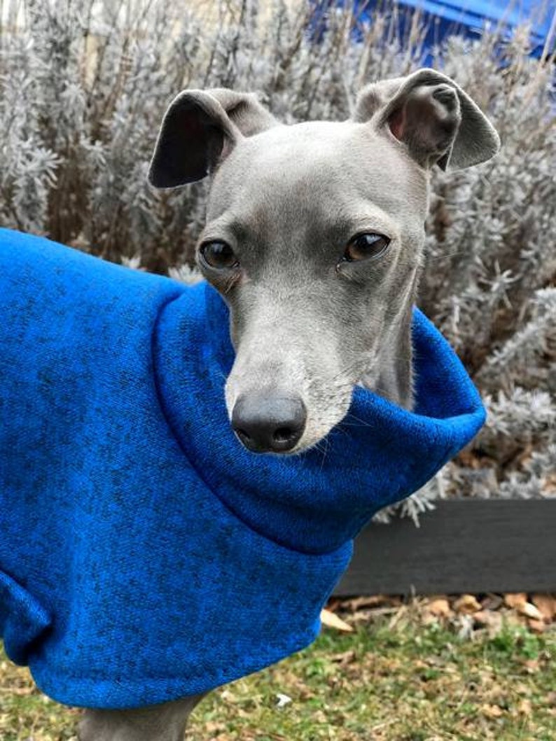 Italian Greyhound Clothing Long Blue Dog Clothing Dog Sweater Iggy