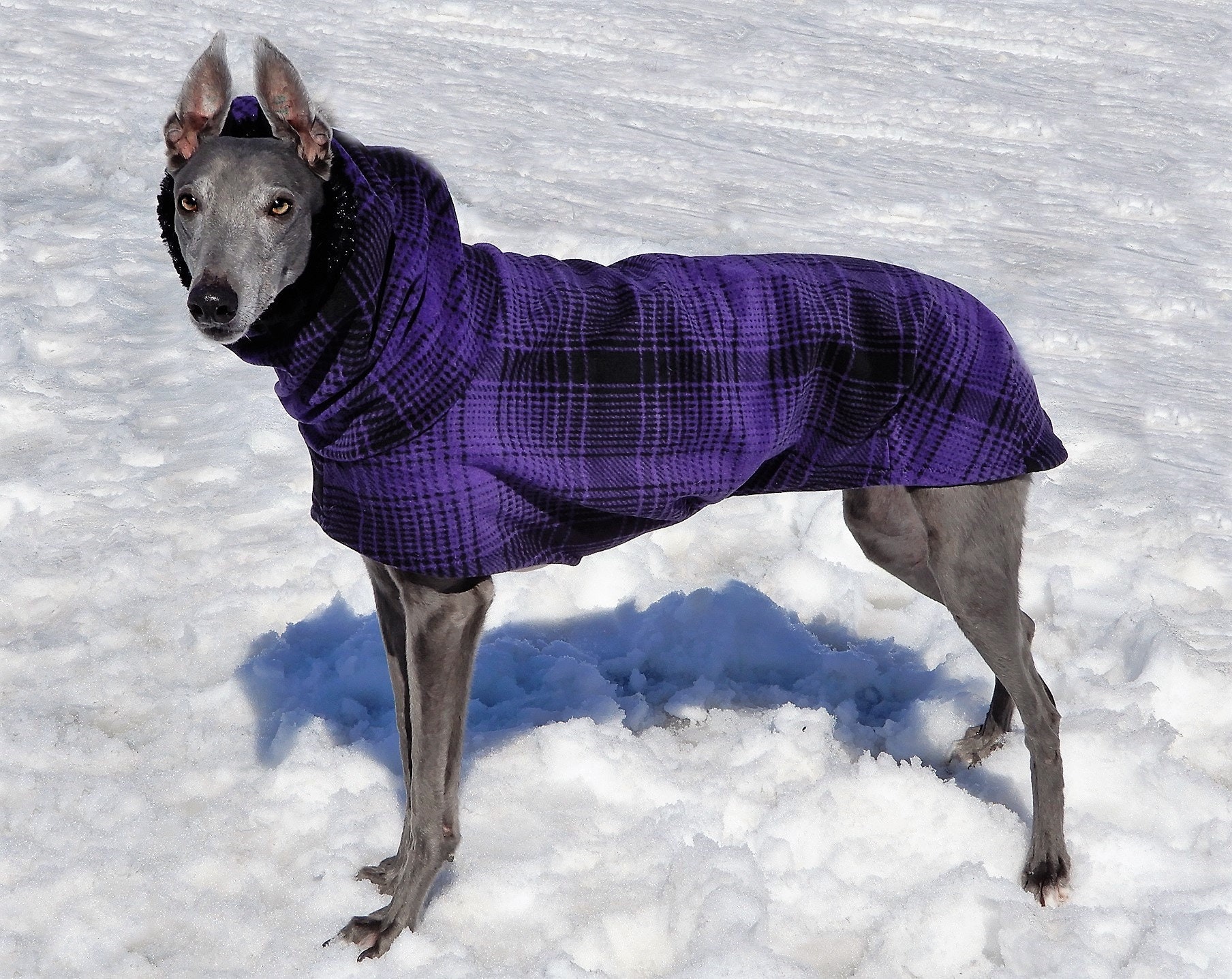 Greyhound winter outlet coats