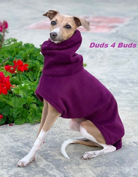 Italian greyhound clearance coat