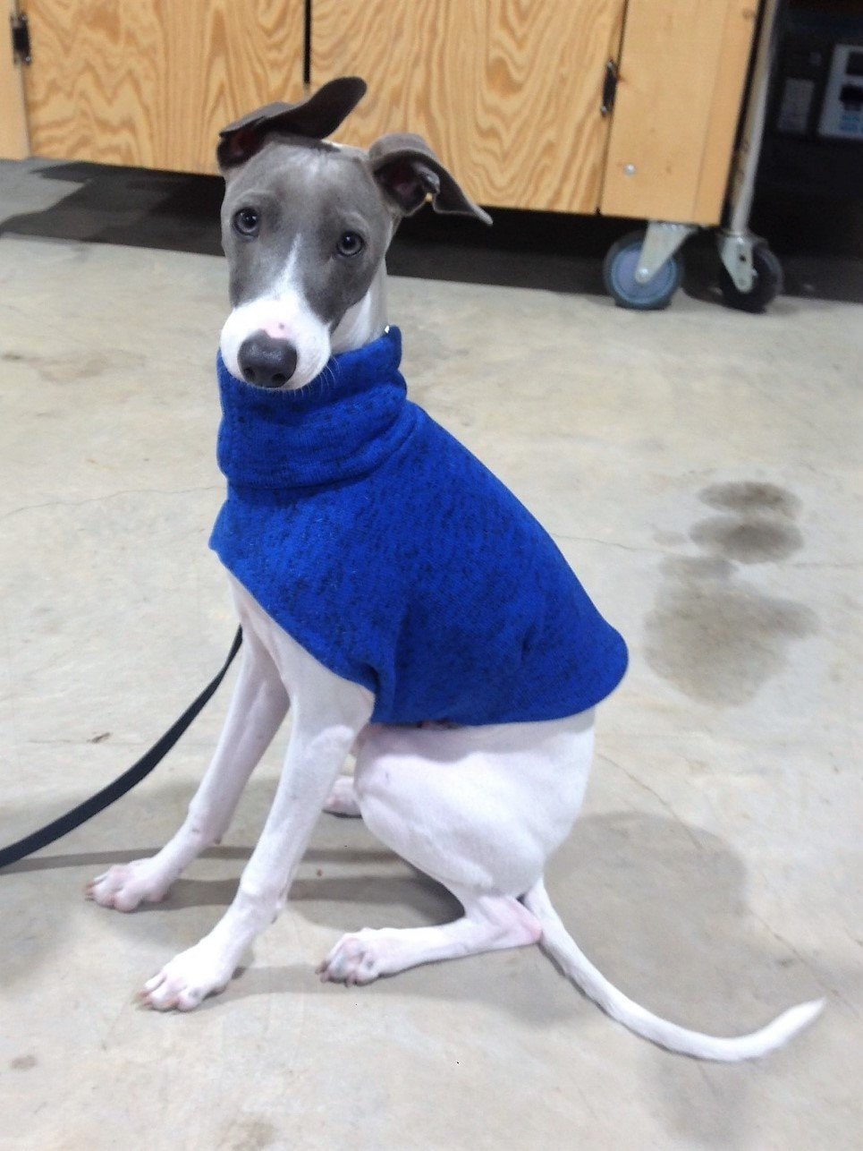 Italian Greyhound Sweater. Royal Blue Sweater Italian Greyhound Sizes