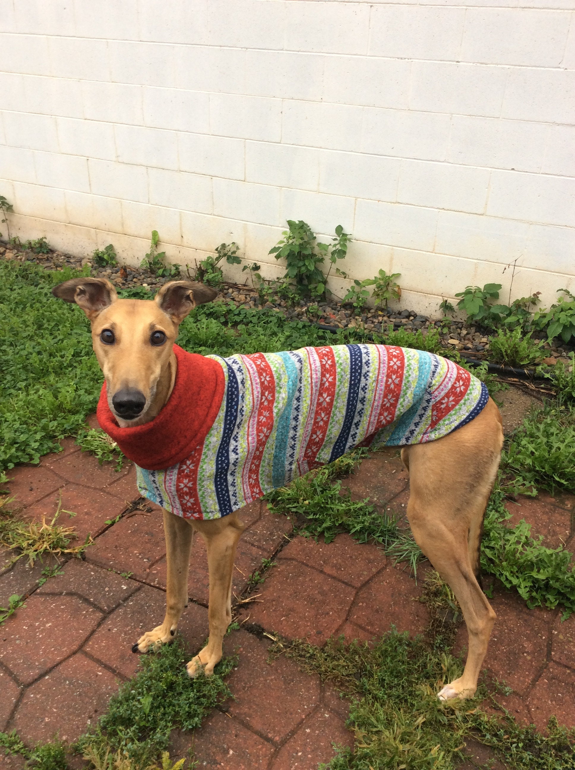 Ugly greyhound 2025