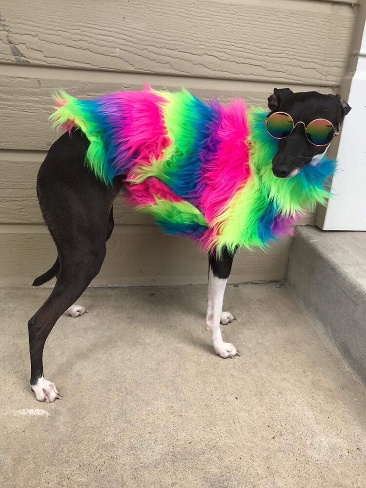 Italian Greyhound Clothing Dog Clothes Rainbow Faux Fur Jacket