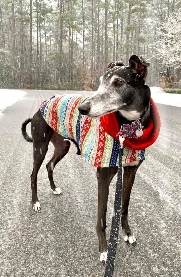 Greyhound Ugly Christmas Sweater Greyhound Ugly Christmas Sweater
