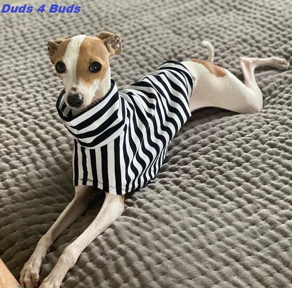 Italian Greyhound Clothing