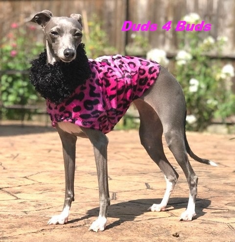 Italian greyhound fashion discount