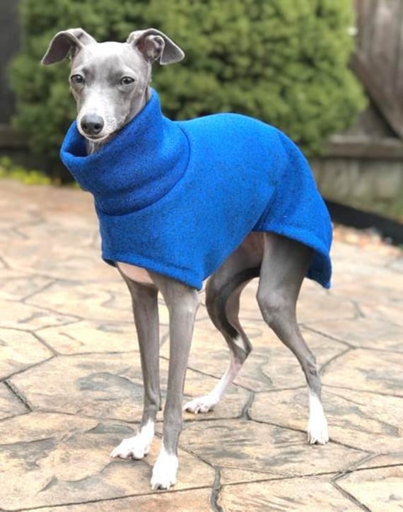 greyhound with sweater