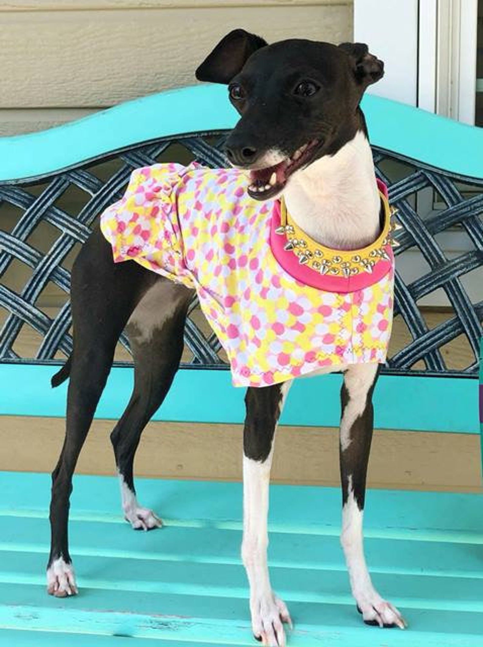 Dog Dress Italian Greyhound Clothing Italy Greyhound Etsy