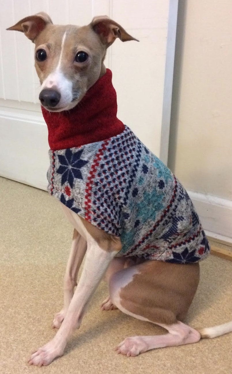 Italian Greyhound Sweater - Winter Wonderland Sweater - Italian