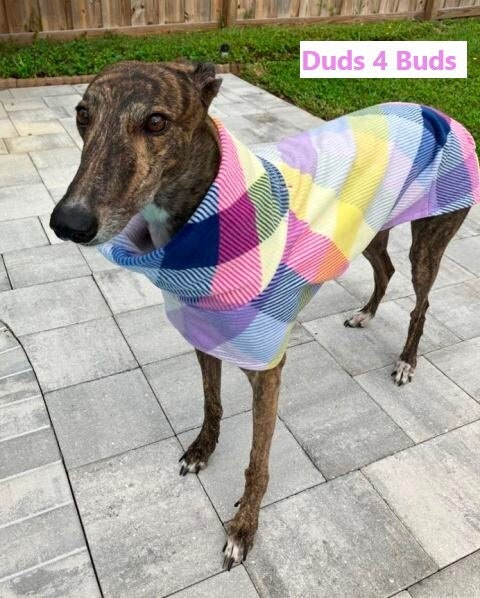 Tartan greyhound cheap