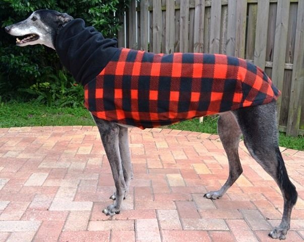 Acheter Veste Greyhound manteau d'hiver grands vêtements trou de plomb  chien sweat à capuche épais